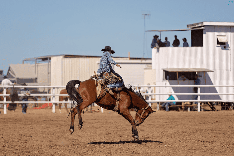 bronco horse