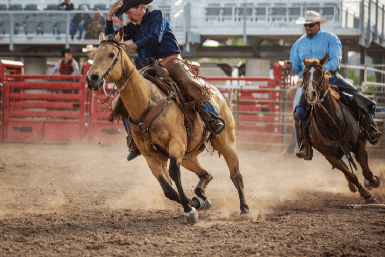 bronco horses