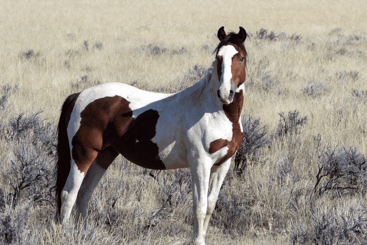 bronco vs mustang horse aesthetics