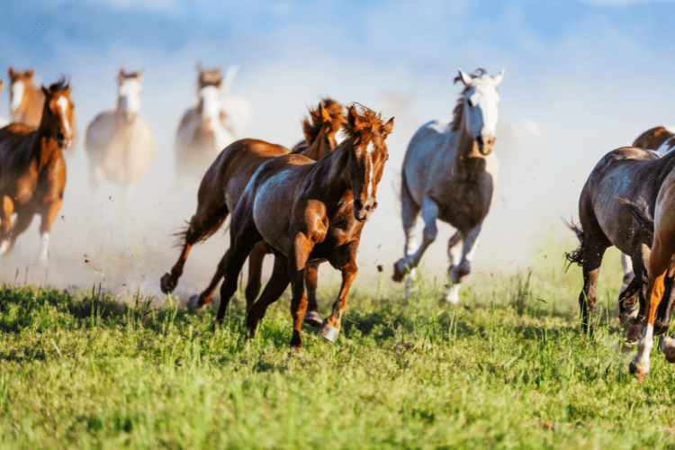 bronco vs mustang horse common use