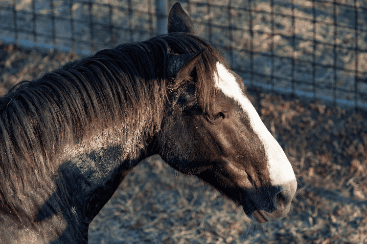 bronco vs mustang horse origins