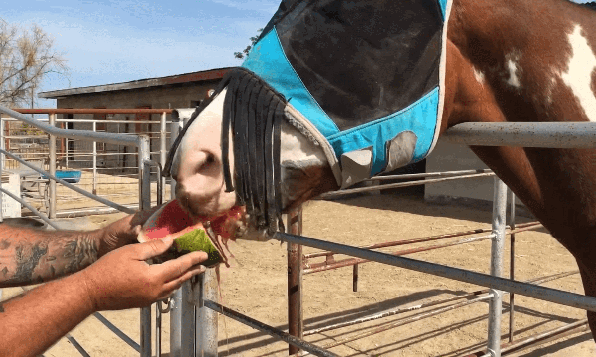 Can Horses Eat Watermelons The Horse and Stable