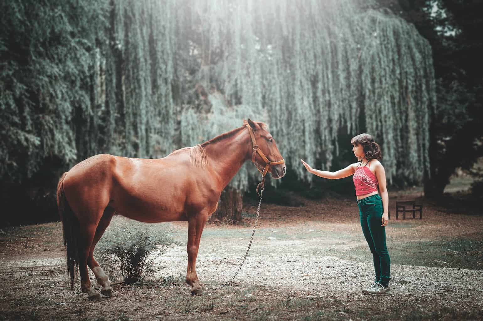 girl caressing horse