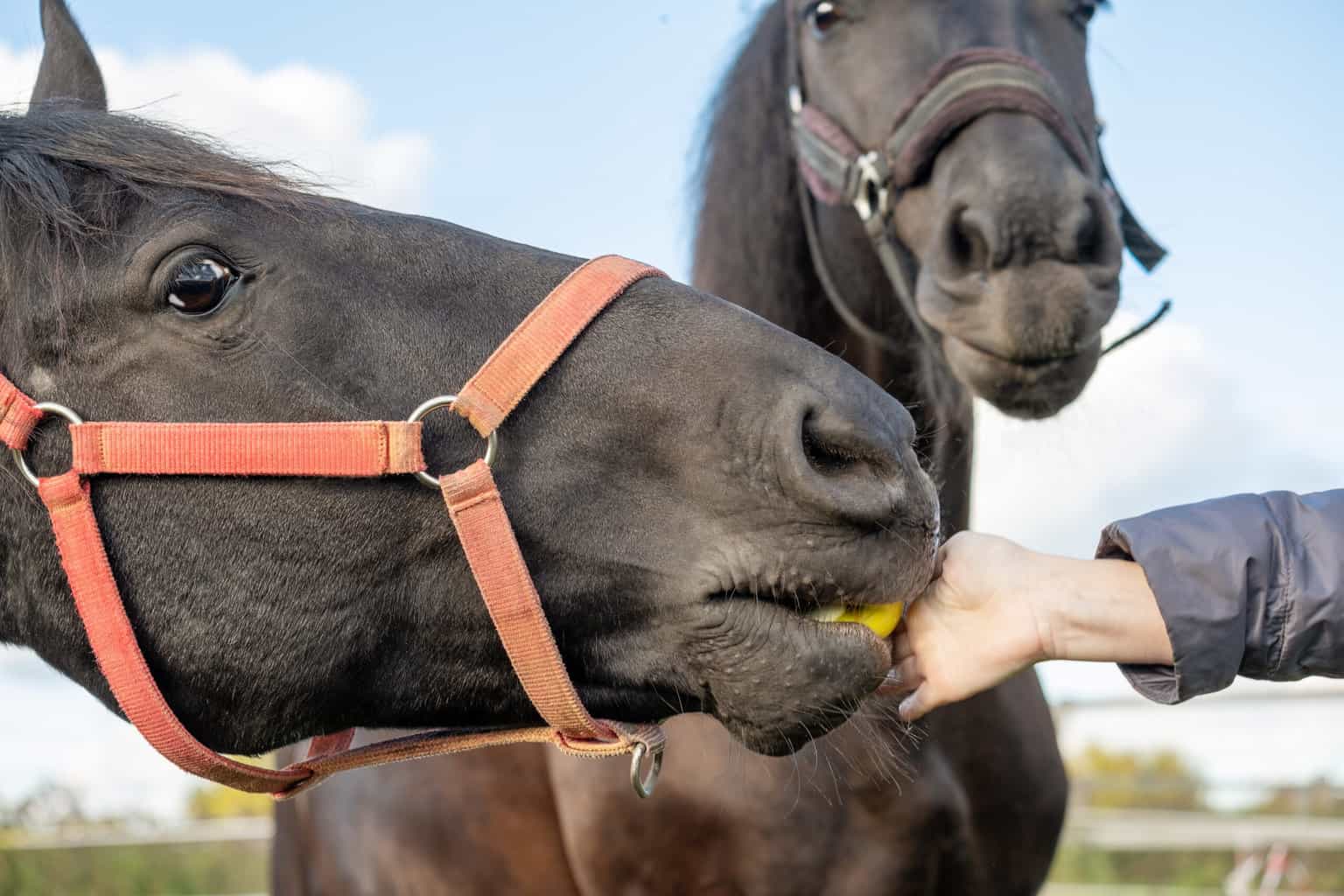 horse eating watermelon