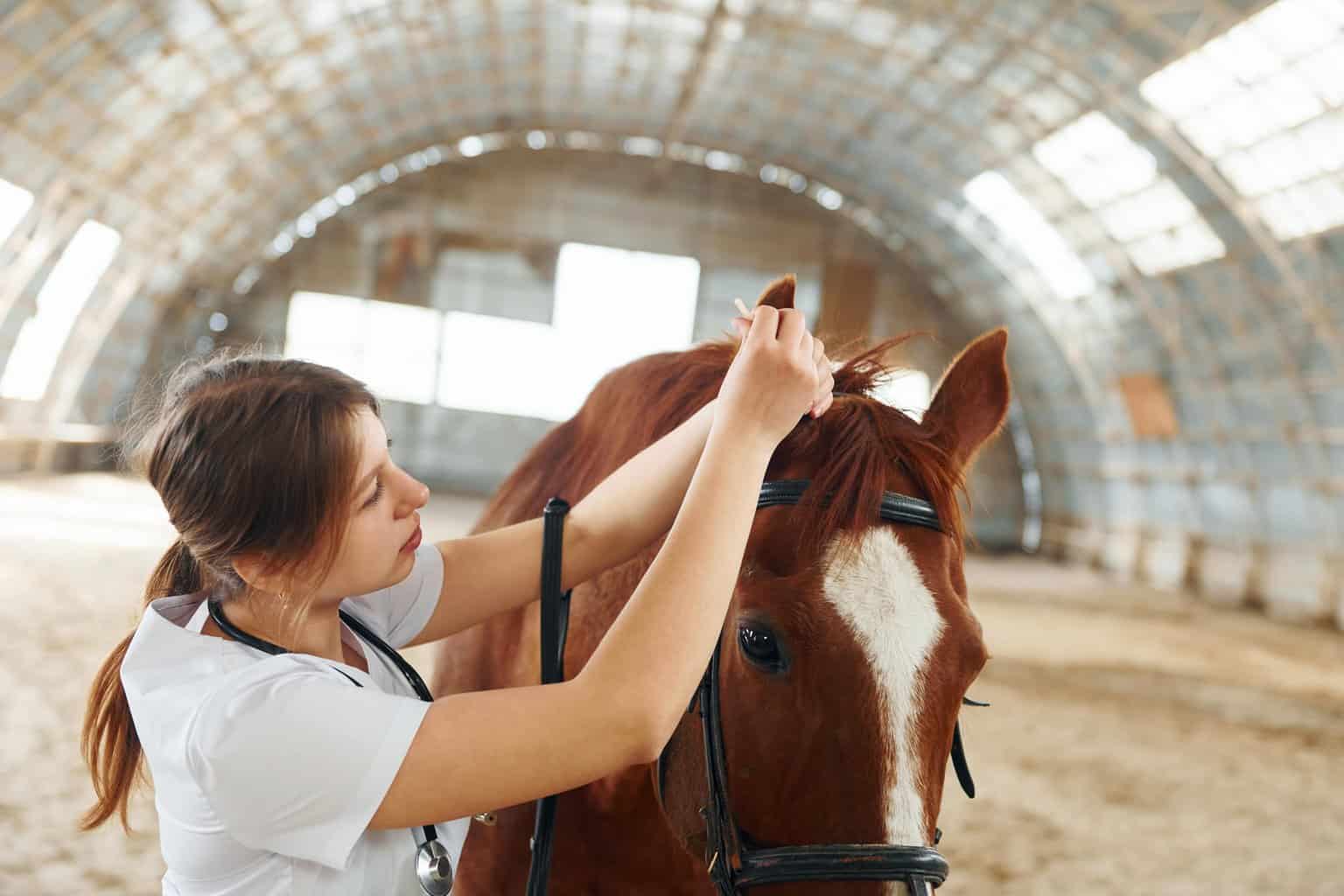 horse treatment