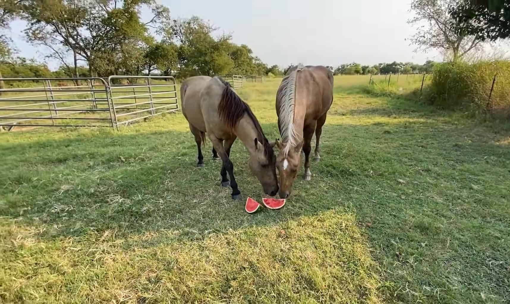 horse watermelon