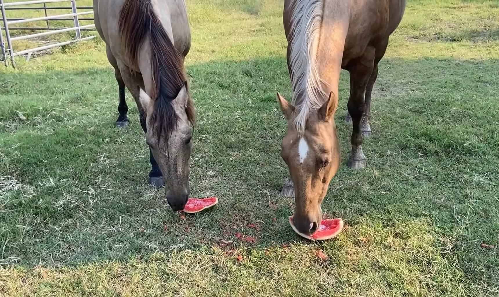 horses eating watermelons