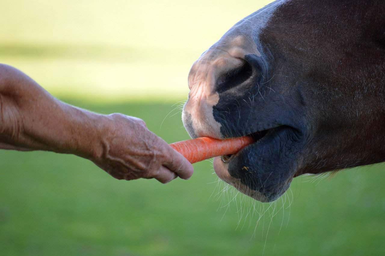 old hand breeding horse