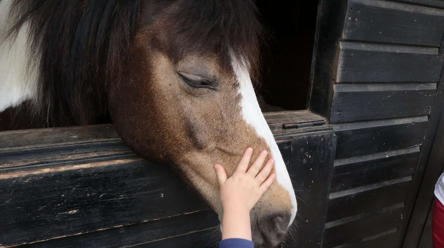 patting on the horse's face