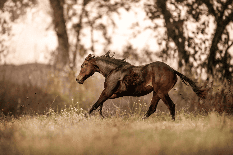 thoroughbred and quarter horse care