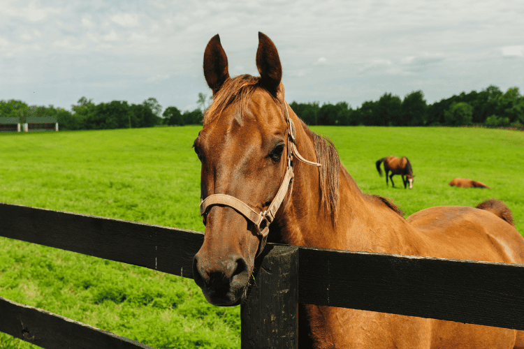 thoroughbred horse