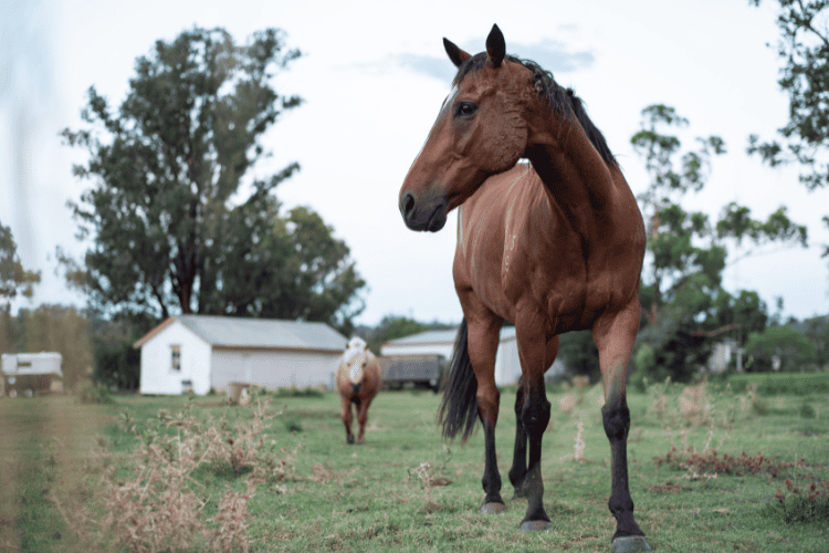 thoroughbred horse origins