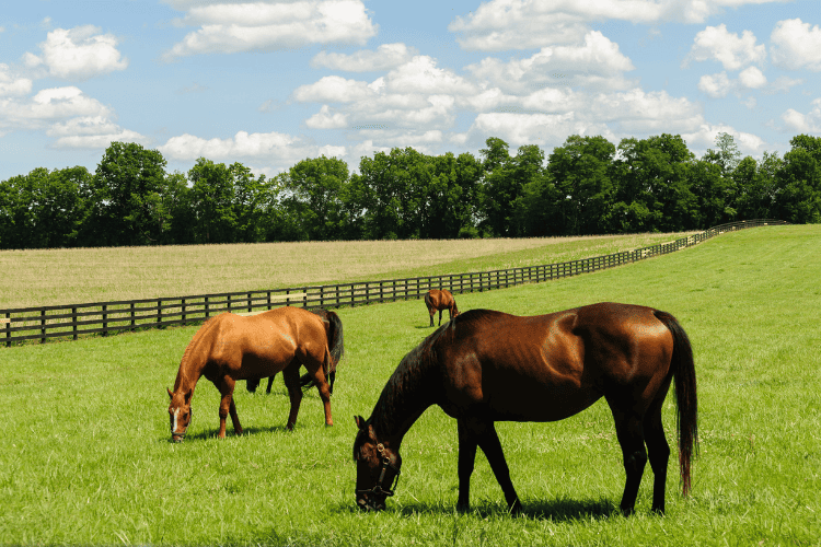 thoroughbred horse