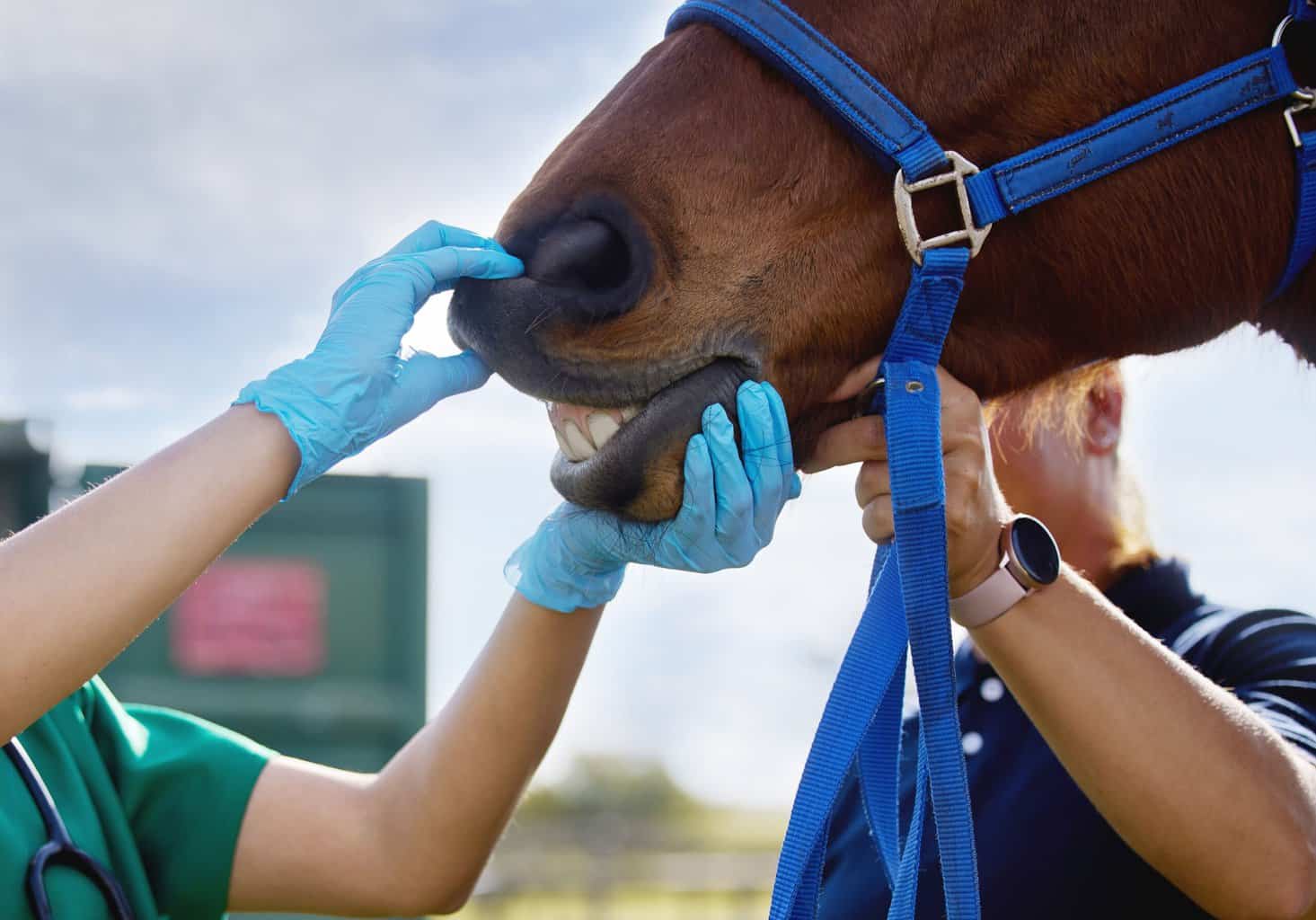 vet examining horse