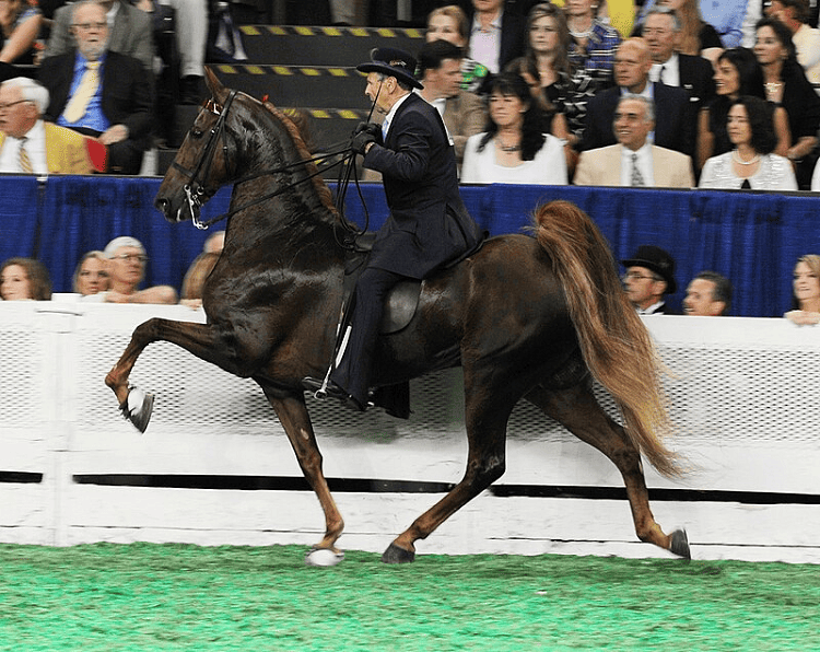 american saddlebred performing the rack