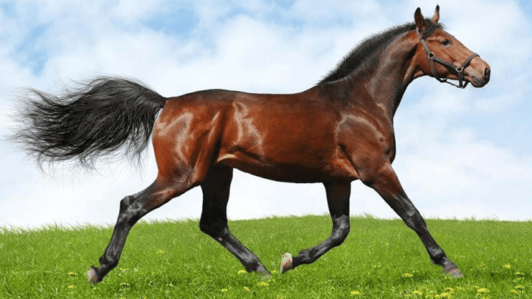 gaited horse running walk