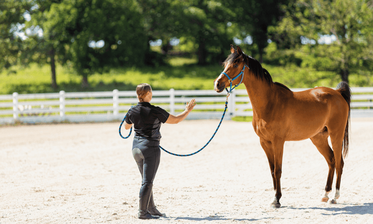 horse training