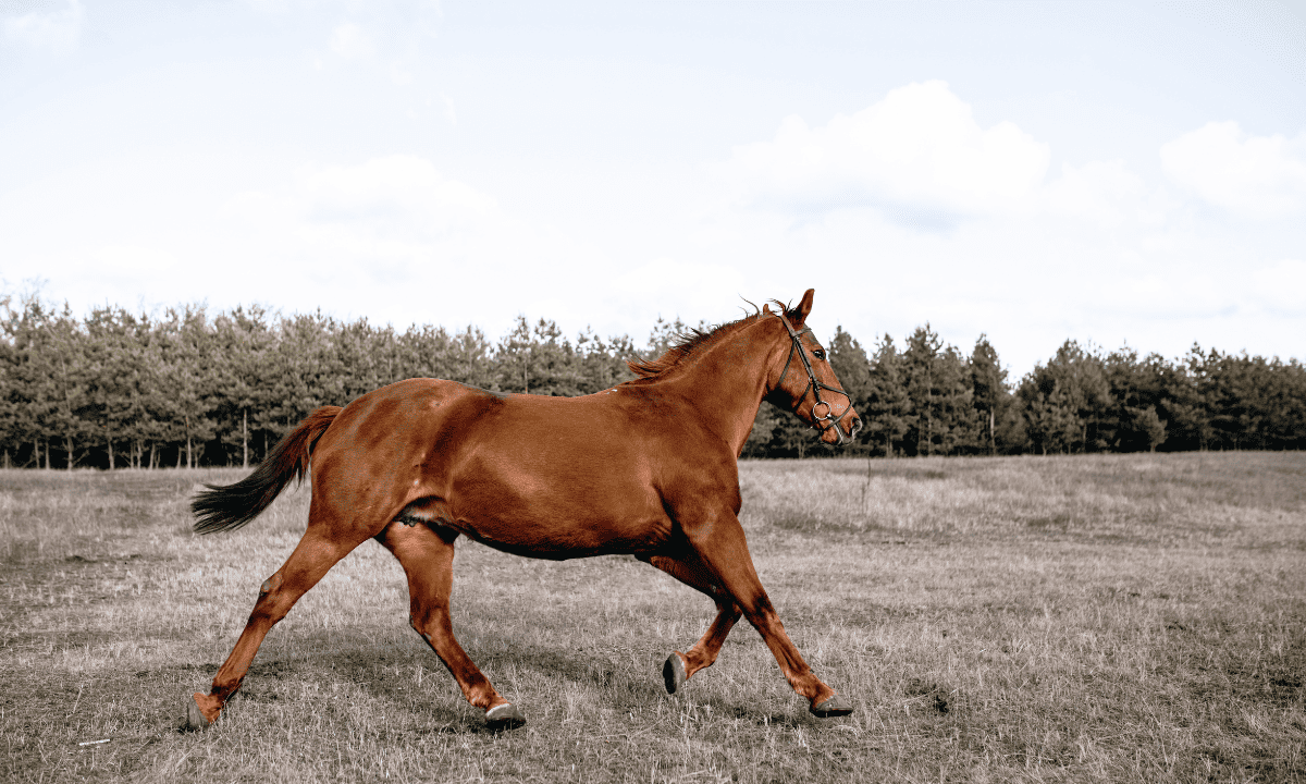 What is a Gaited Horse The Horse and Stable